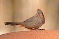 Canyon Towhee Resting