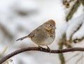 Canyon Towhee with Snow Covered Background