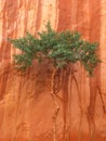 Canyon tree