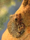 Canyon tree frog