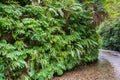 Canyon walls covered in five finger ferns, Fern Canyon, Prairie Creek Redwoods State Park, California Royalty Free Stock Photo