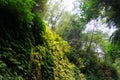 Canyon walls covered in five finger ferns, Fern Canyon, Prairie Creek Redwoods State Park, California