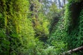 Canyon walls covered in five finger ferns, Fern Canyon, Prairie Creek Redwoods State Park, California