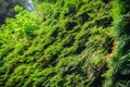 Canyon walls covered in five finger ferns, Fern Canyon, Prairie Creek Redwoods State Park, California