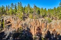 Canyon of wavy rock formations and pine tree forest