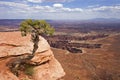 Canyonland National Park, lonely tree Royalty Free Stock Photo