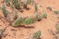 Canyonlands - Close up view on Prickly Pear Cactus near Mesa Arch, Moab, Canyonlands National Park, Utah, USA. Royalty Free Stock Photo
