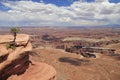 Canyonlands National Park, lonely tree in Utah