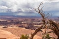 Canyonlands - Old tree with scenic view on Split Mountain Canyon seen from Grand View Point Overlook near Moab, Utah, USA Royalty Free Stock Photo