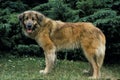 Cao Da Serra Da Estrela, Portugese Mountain Dog