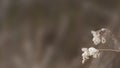 Wild Weeds on blurred background with room for copy.