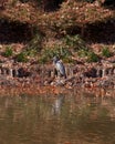 A grey heron standing by a pond Royalty Free Stock Photo