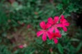 Cap colors bright pink geranium close outdoors