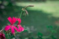 Cap colors bright pink geranium close outdoors