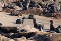 Cap Cross, seals breeding colony Royalty Free Stock Photo