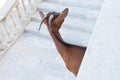 Cap de Formentor, Mallorca - A wild goat claiming the lighthouse