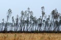 Between Cap-de-Pin and Labouheyre, N10, Landes, France. Storm Klaus