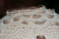 Cap detail of a shaggy parasol.