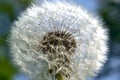 A cap of a fluffy white dandelion against a blue sky Royalty Free Stock Photo