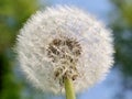 A cap of a fluffy white dandelion against a blue sky Royalty Free Stock Photo