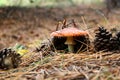 mushroom mushroom surrounded by pine cones and needles