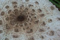 Cap of parasol mushroom Macrolepiota procera with original pattern of brown scales in circles, in background of dark dry leaves