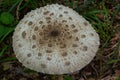 Cap of parasol mushroom Macrolepiota procera with original pattern of brown scales in circles, in background of dark dry leaves