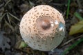 Cap of parasol mushroom Macrolepiota procera with original pattern of brown scales in circles, in background of dark dry leaves