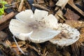 Top Of Pluteus Petasatus Mushrooms