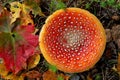 The cap of the red fly agaric seen from above Royalty Free Stock Photo