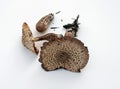 Cap View of Wild Mushrooms Royalty Free Stock Photo