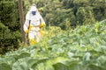 Manual pesticide sprayer in lettuce