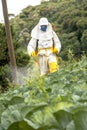 Manual pesticide sprayer in lettuce