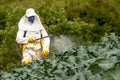 Manual pesticide sprayer in lettuce