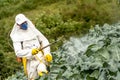 Manual pesticide sprayer in lettuce