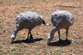 Cape barren geese