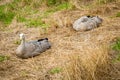 Cape Barren Geese resting at the nobbies centre on Phillips island Royalty Free Stock Photo