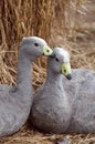 Cape Barren Goose