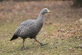 Cape barren goose