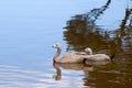 Cape Barren Goose