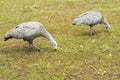 Cape Barren goose