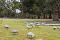 Cape Barren goose