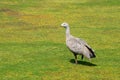 Cape Barren Goose (Cereopsis novaehollandiae), Aus