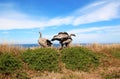 Cape barren goose Cereopsis novaehollandiae