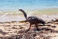 Cape barren goose Cereopsis novaehollandiae