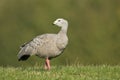 Cape Barren Goose (Cereopsis novaehollandiae)