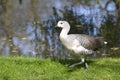 Cape Barren goose walking on grass