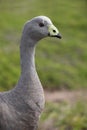 Cape Barren Goose or Cereopsis novaehollandiae Royalty Free Stock Photo