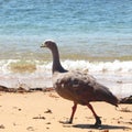 Cape barren goose Cereopsis novaehollandiae