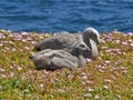 Cape Barren goose and chick lay on the Phillip Island outcrop-Victoria Royalty Free Stock Photo